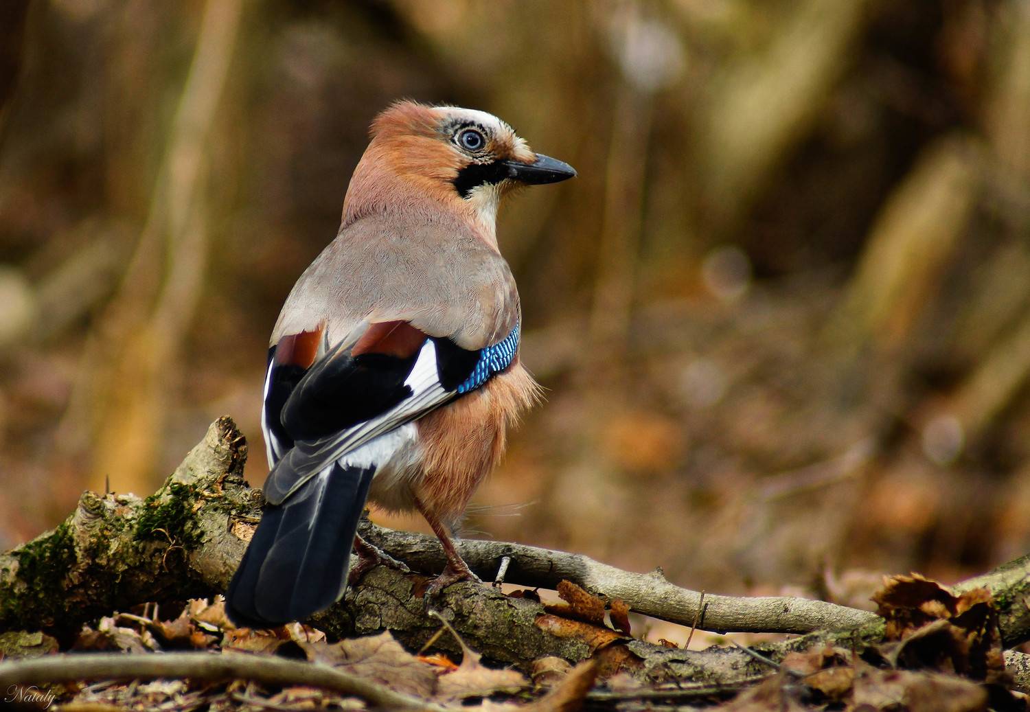 , Екимова Наталья