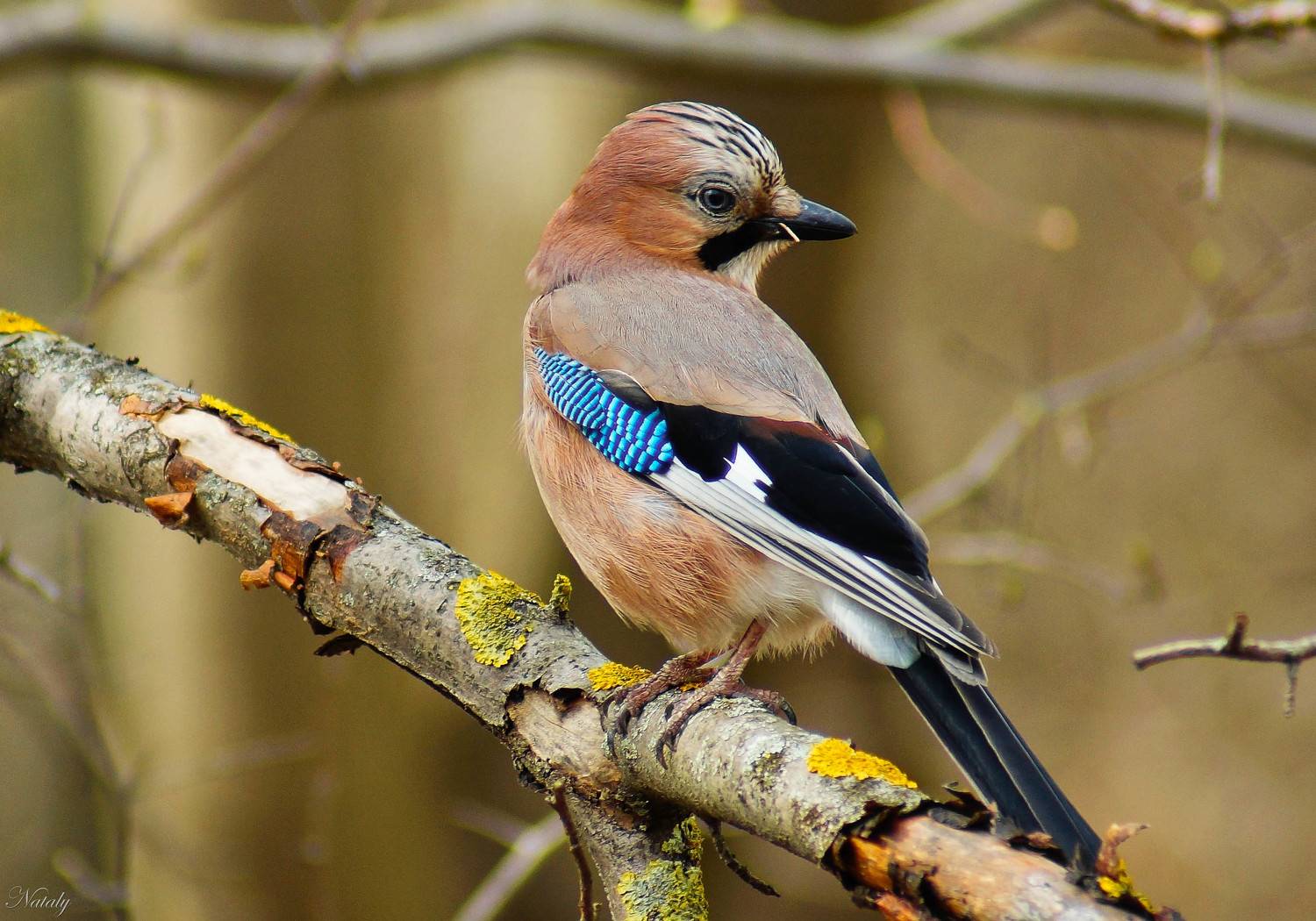 , Екимова Наталья