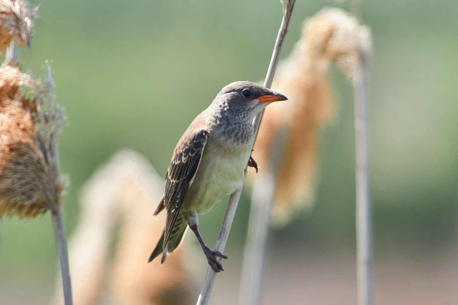 , Павел Сторчилов