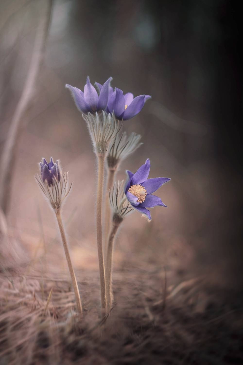 , Лапшина Владлена