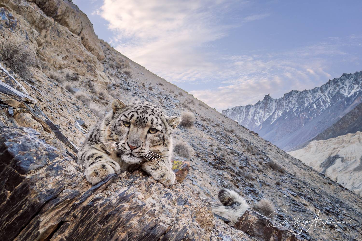 , Дмитрий Архипов