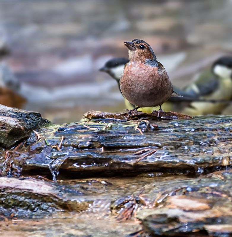 птицы, зяблик, синица, купание, ручей, В купальне.. фото превью
