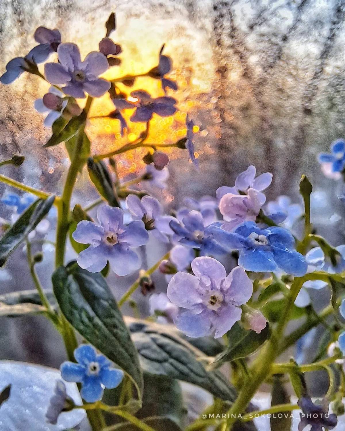 мобильное, фото, Марина Соколова