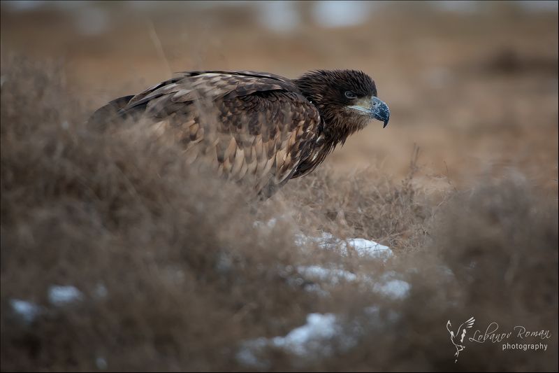 * * * фото превью