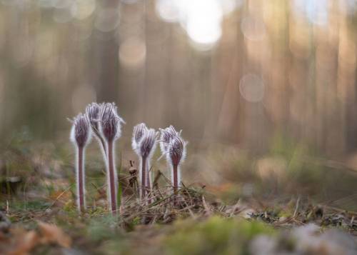 Апрельские сны