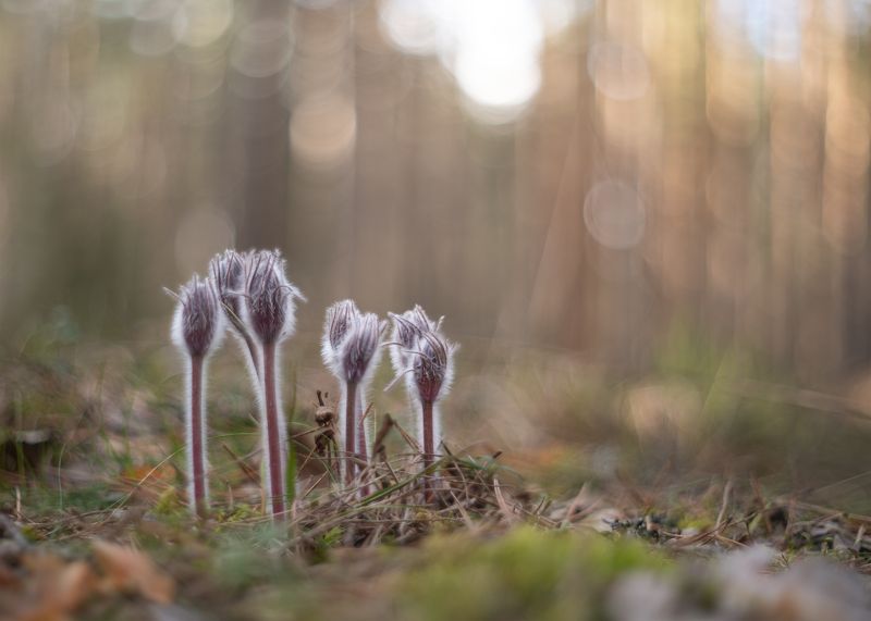 весна цветы сон-трава прострелы Апрельские сны фото превью