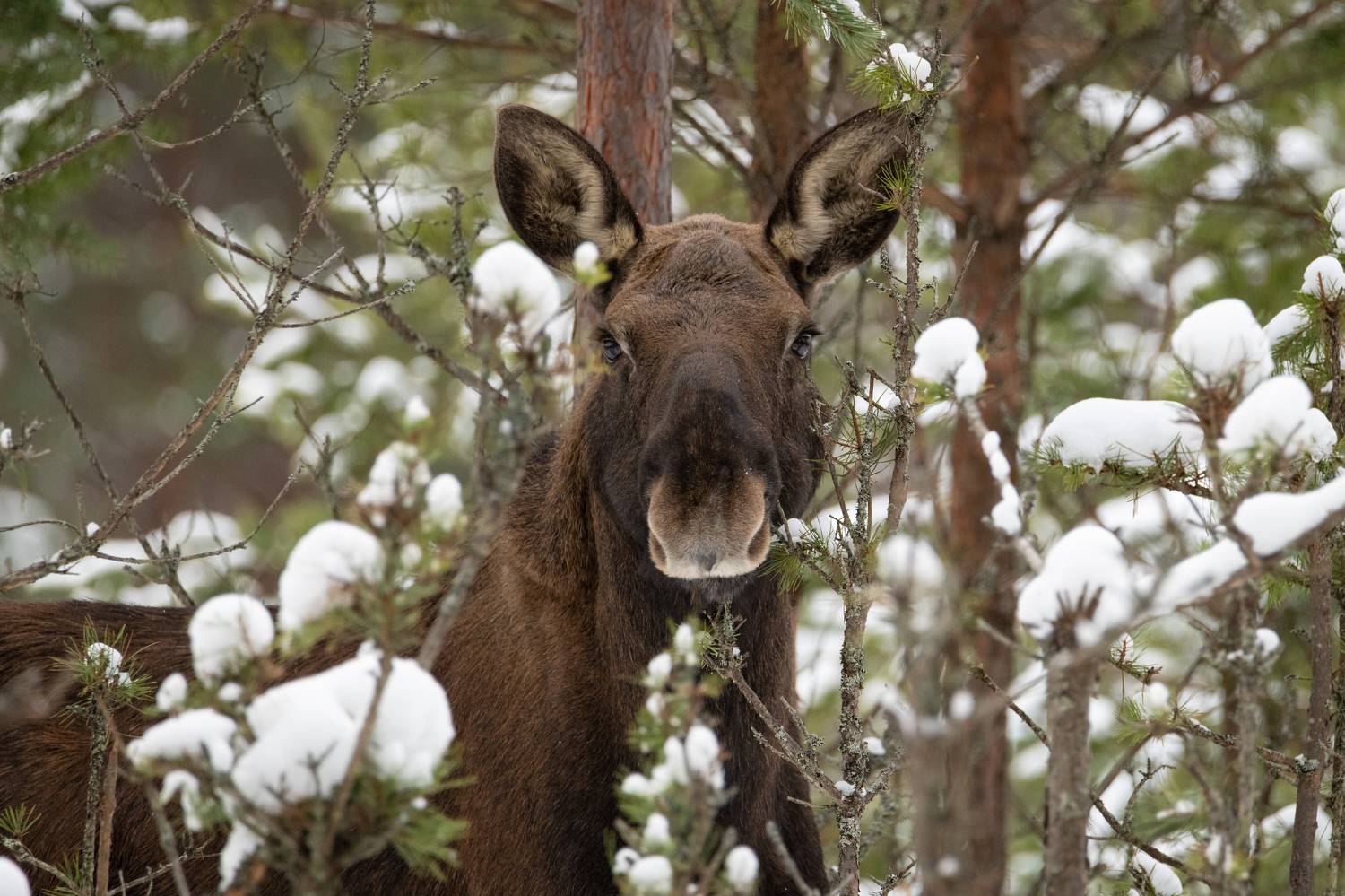 лось, сохатый, лес, зима, ресницы, Степанова Татьяна