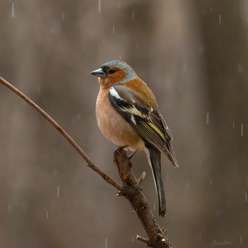 зяблик, птицы, пернатые Зяблик под дождём фото превью