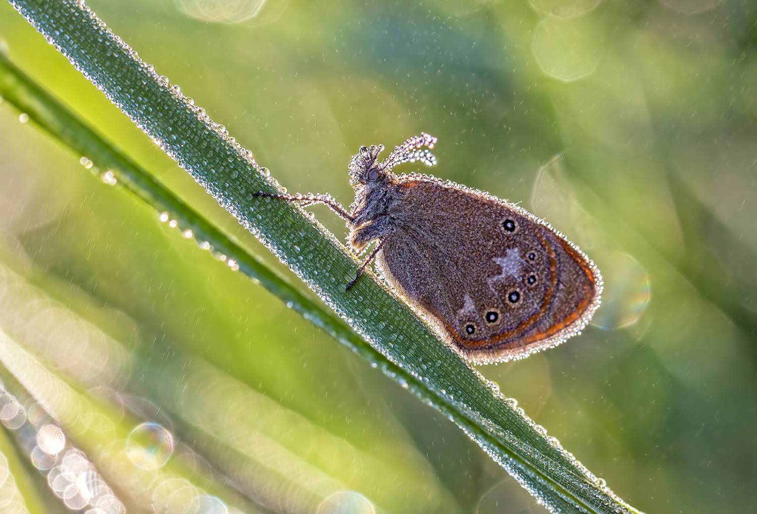 насекомые, бабочка, нимфалида, сенница, луговая, утро, роса, лето, Борис Новиков