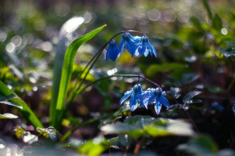 *** фото превью