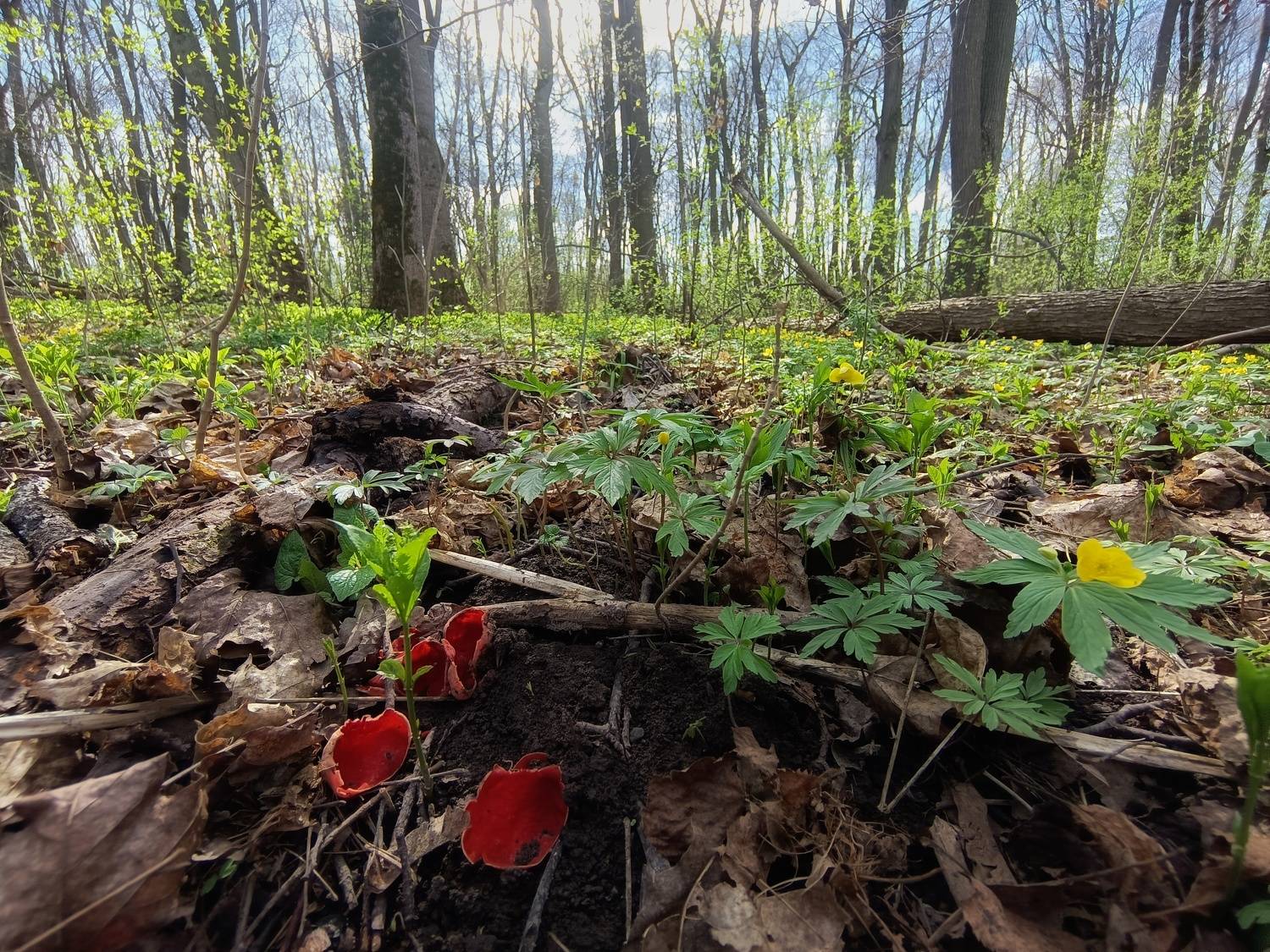 , Кондрашова Светлана