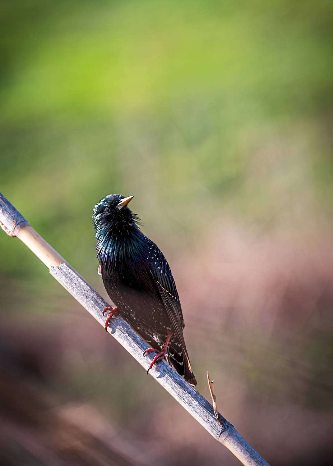 скворец обыкновенный, Алексей Рыльский