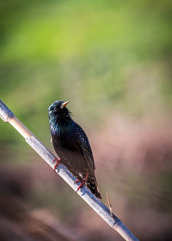 скворец обыкновенный Весна идет! фото превью