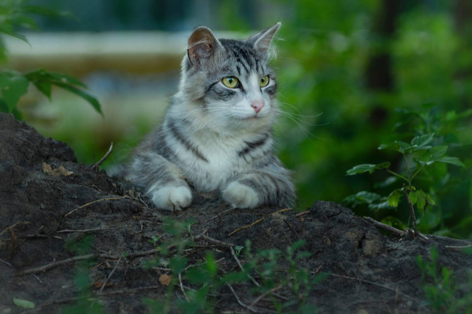 дворовая кошка, Александр Канцур