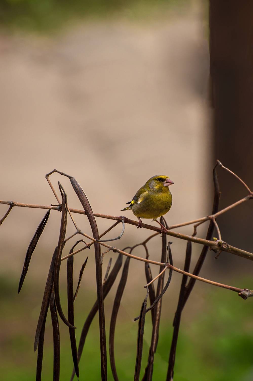 зеленушка, Алексей Рыльский