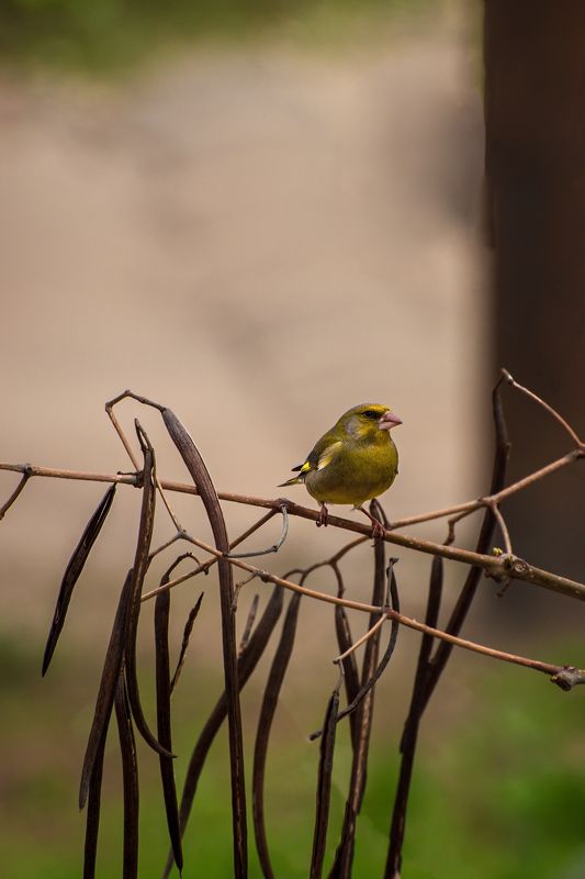 зеленушка Весна фото превью