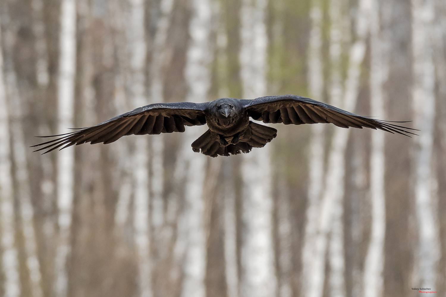 , Валерий Субачев