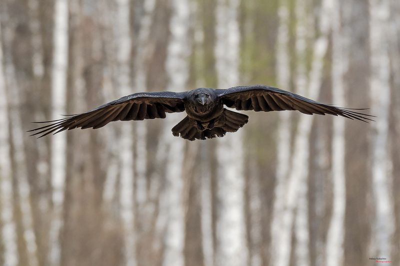 Ворон фото превью