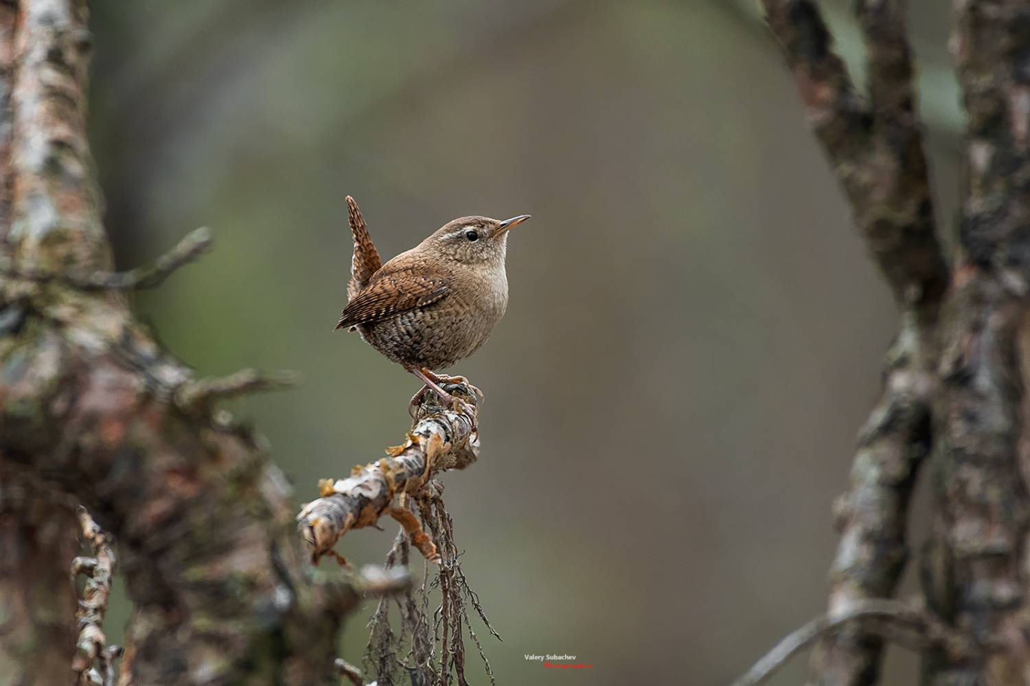 , Валерий Субачев