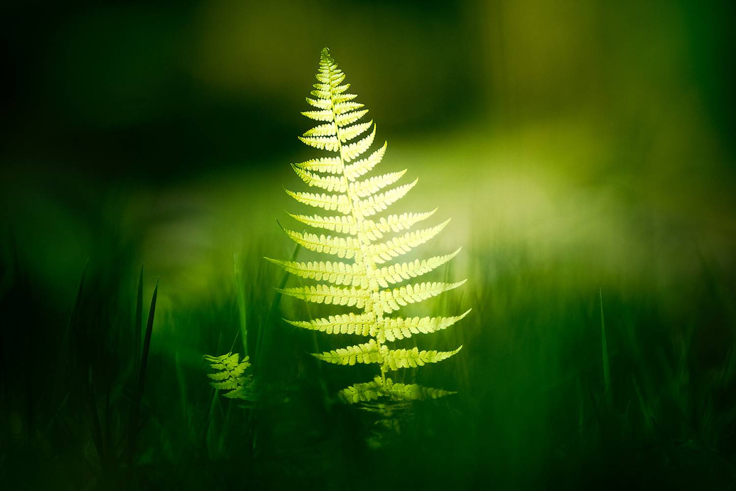 leaf, fern, nature, light, Wojciech Grzanka