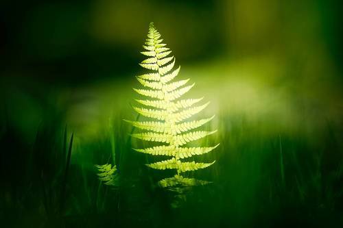 Fern leaf