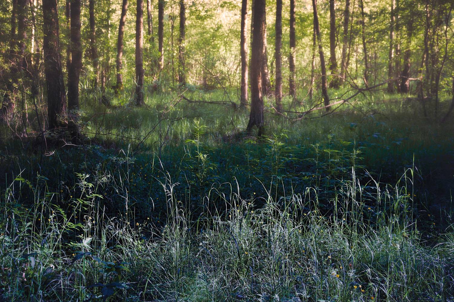 лес, Валерий Вождаев