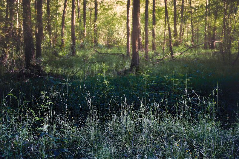 лес В лесу фото превью