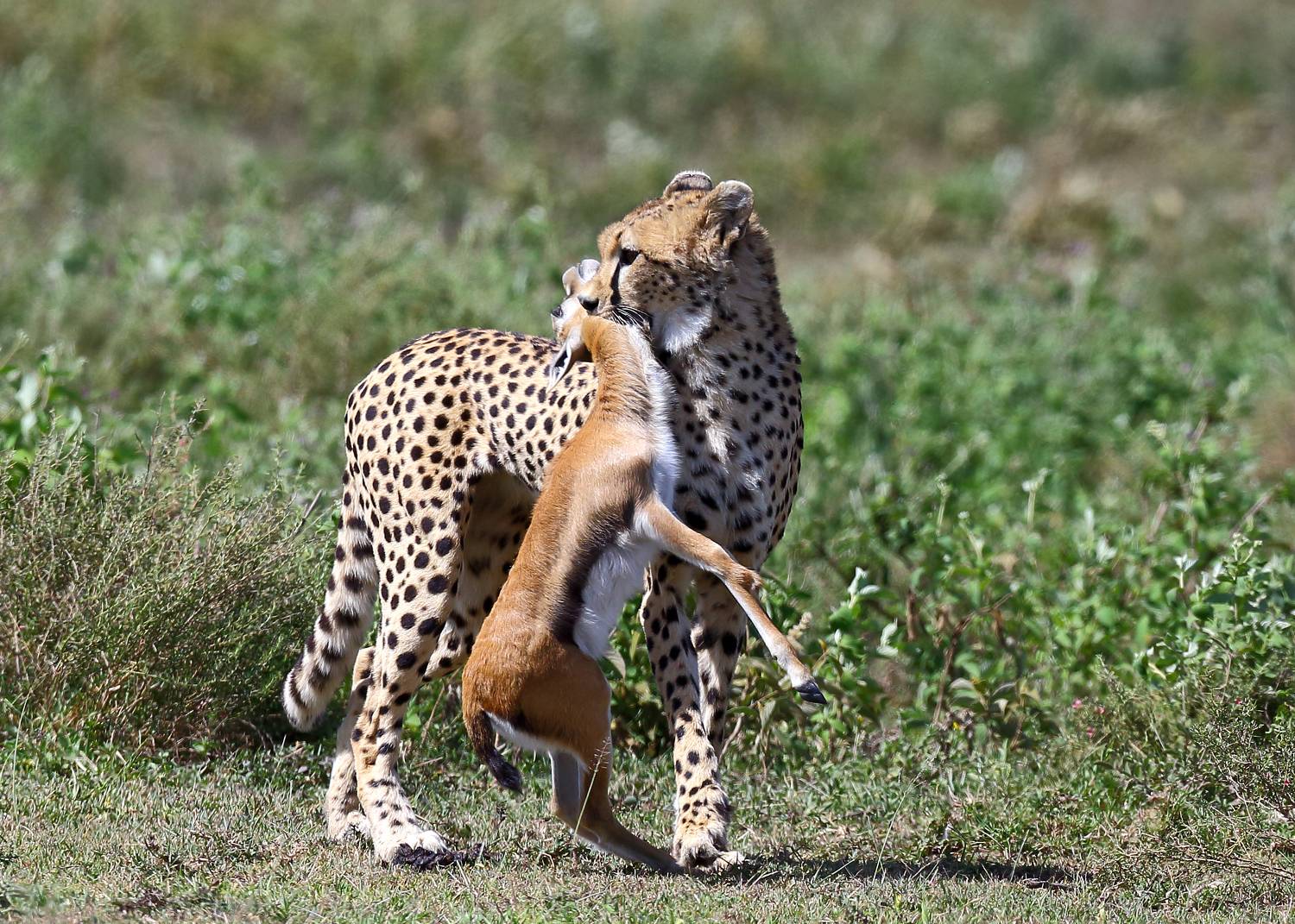 , Гудков Андрей