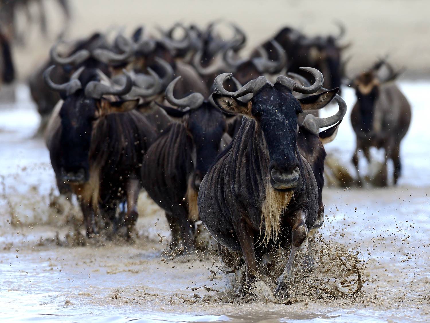 , Гудков Андрей