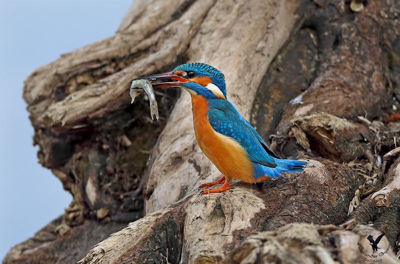 зимородок Добытчик. фото превью