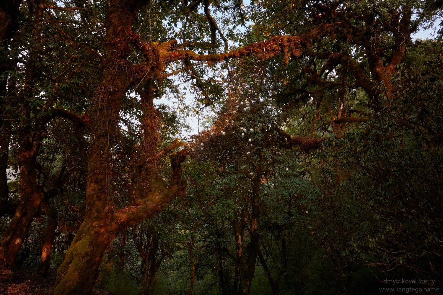 пейзажемагьё, пейзаж-как-виденье, Коваль Дмитр