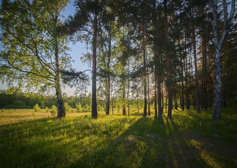 Длинные тени июнького вечера фото превью