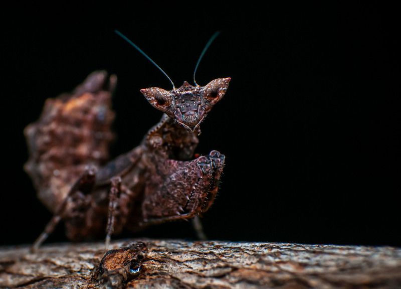 mantis, insect, macro, nature Demon Boxer Mantis фото превью