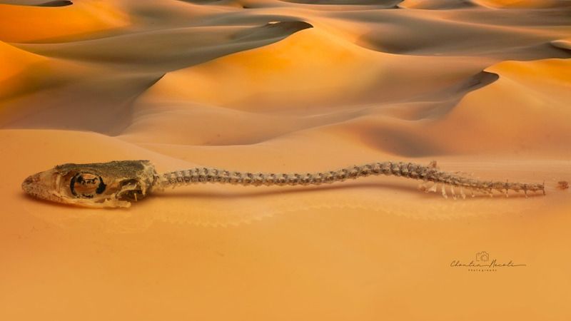lizard, skeleton, sand, desert, nature, macro, animal, life, live, yellow, beautiful HUMAN LIVES\' SAND фото превью