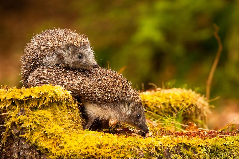 Hedgehog фото превью