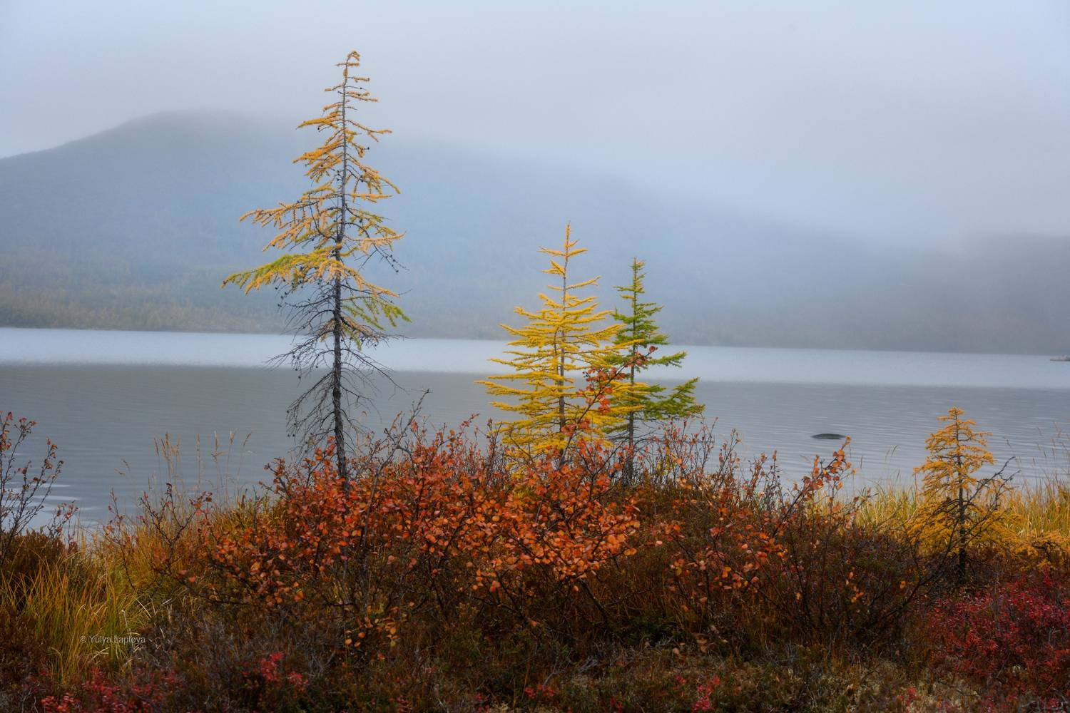 колыма, озеро джека лондона, золотая осень, магаданская область, Юлия Лаптева