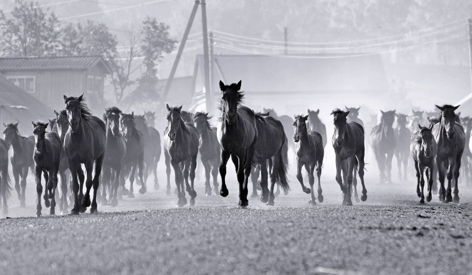башкирия, лето, выпас, деревня, лошади, бегущие лошади, Фомина Марина