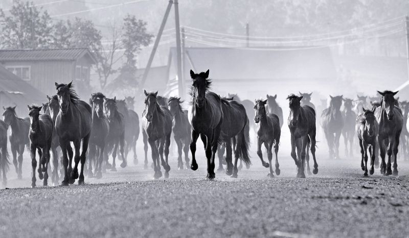 башкирия, лето, выпас, деревня, лошади, бегущие лошади На выпас фото превью