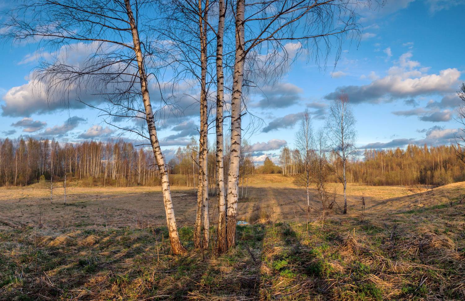весна, поле, лес, Свистков Александр