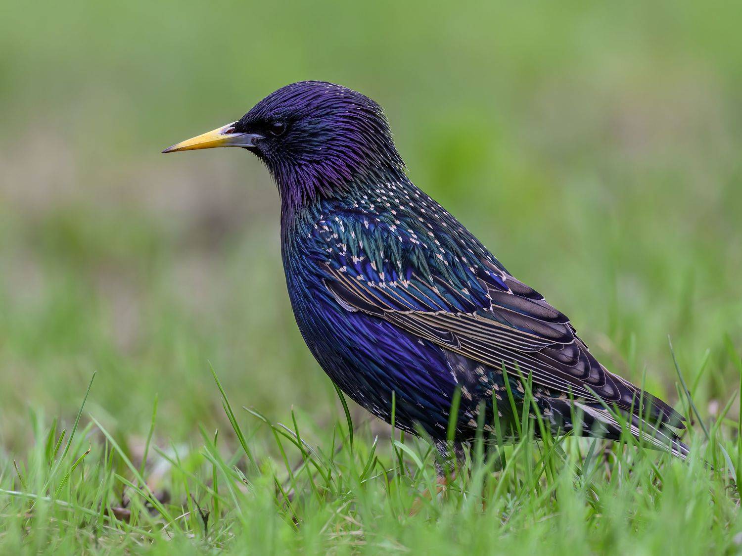 , Пупонин Сергей