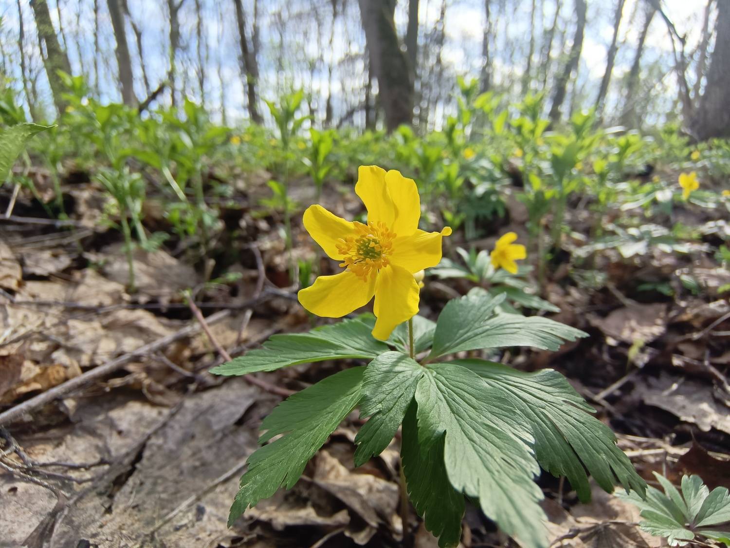 , Кондрашова Светлана