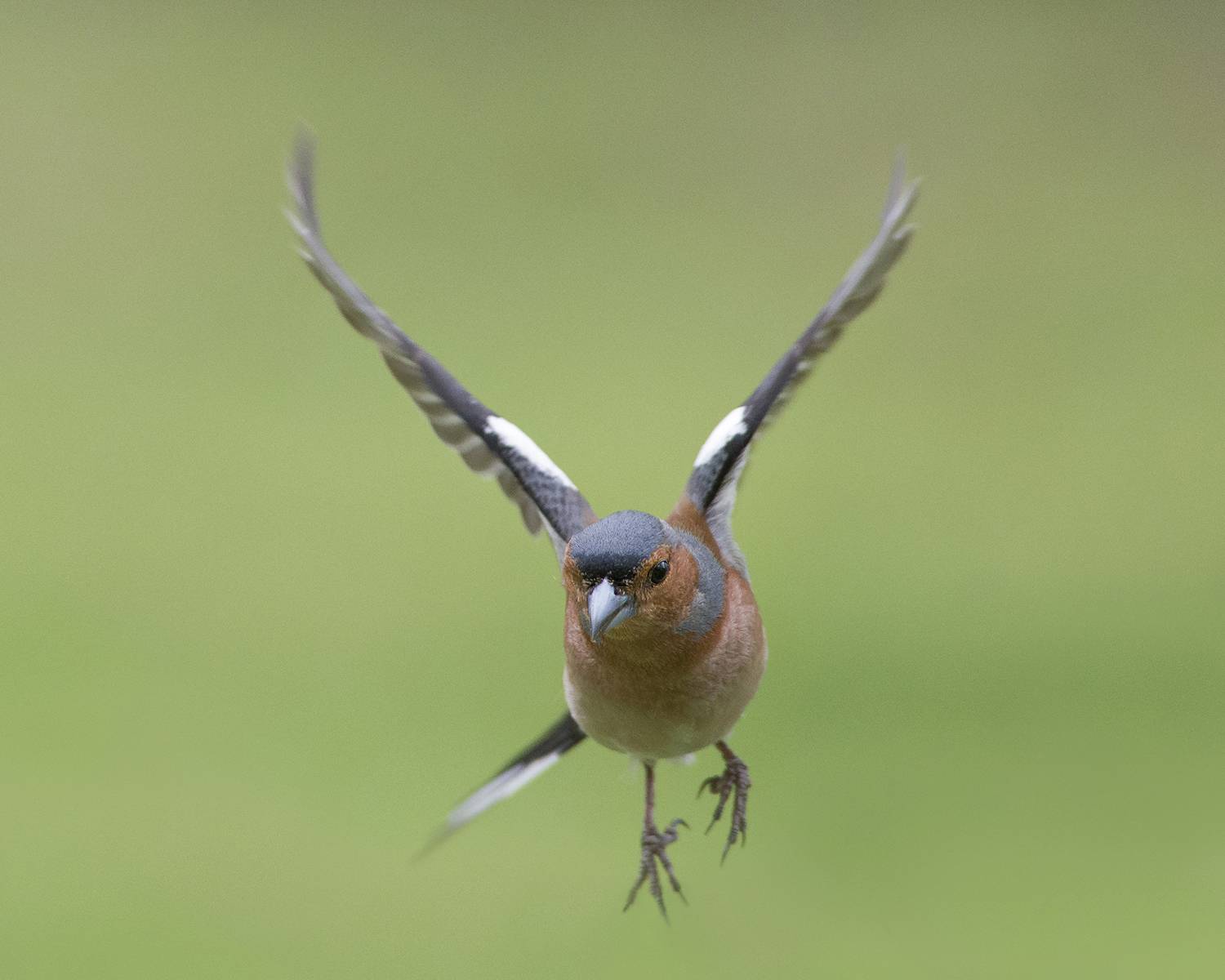 , Евгени Стефанов