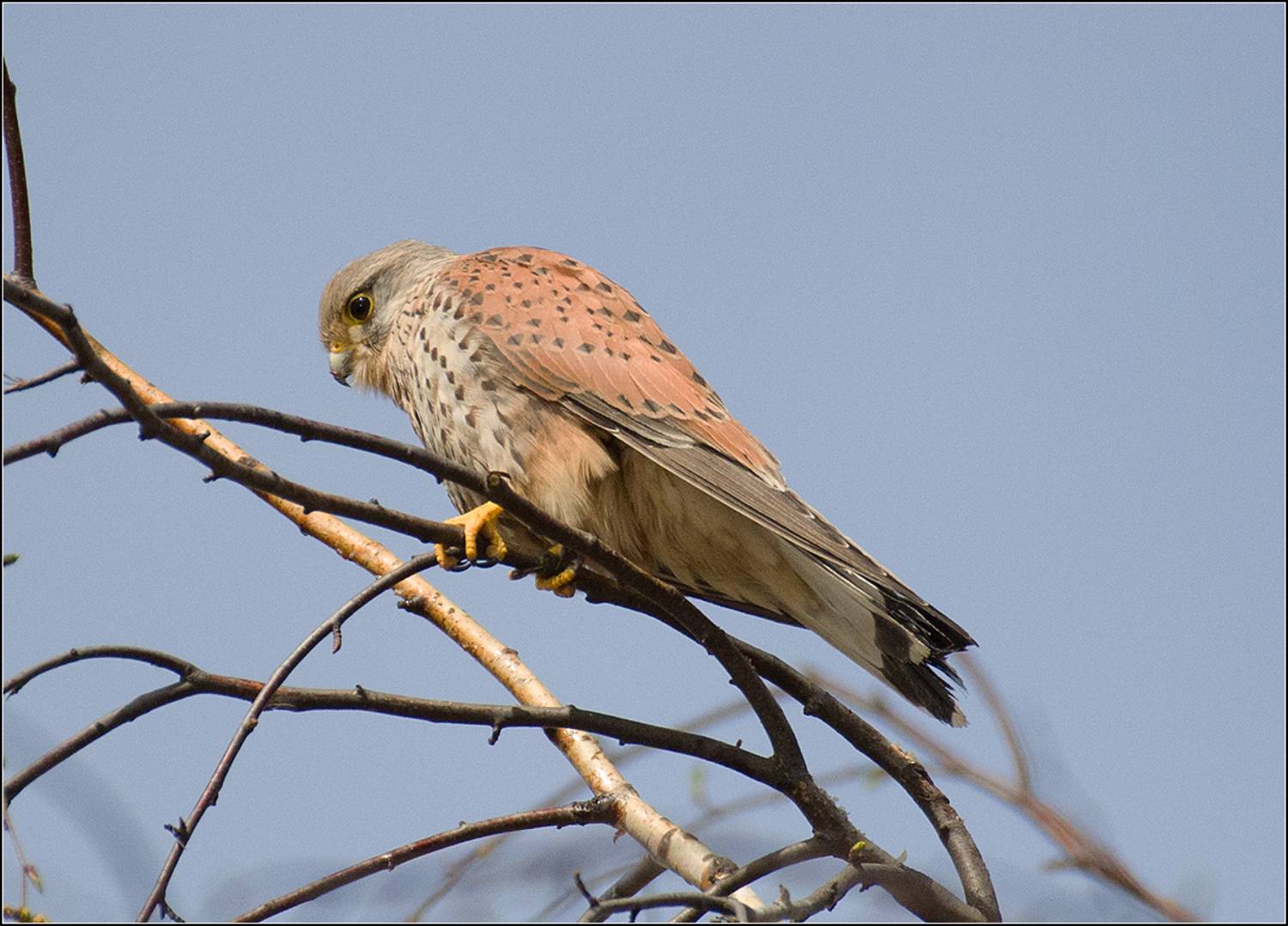москва, апрель, парк, сокол, АНАТОЛИЙ ДОВЫДЕНКО