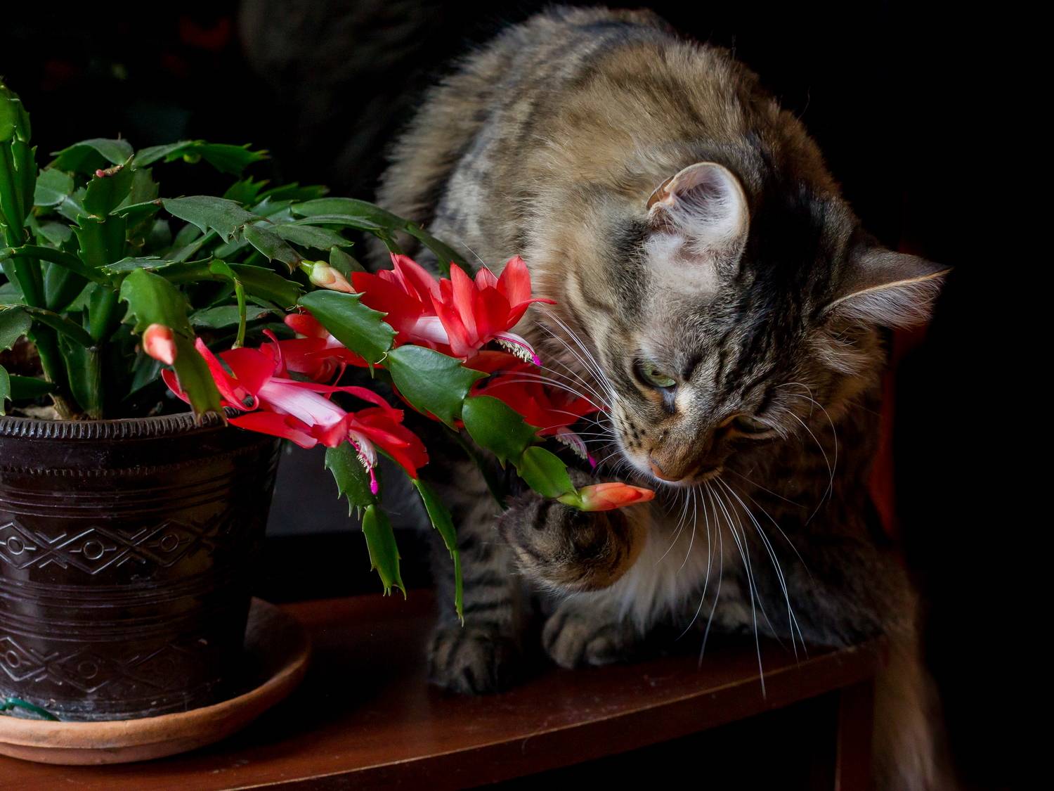 кот, цветы, созерцание, лирика, Юрий Морозов