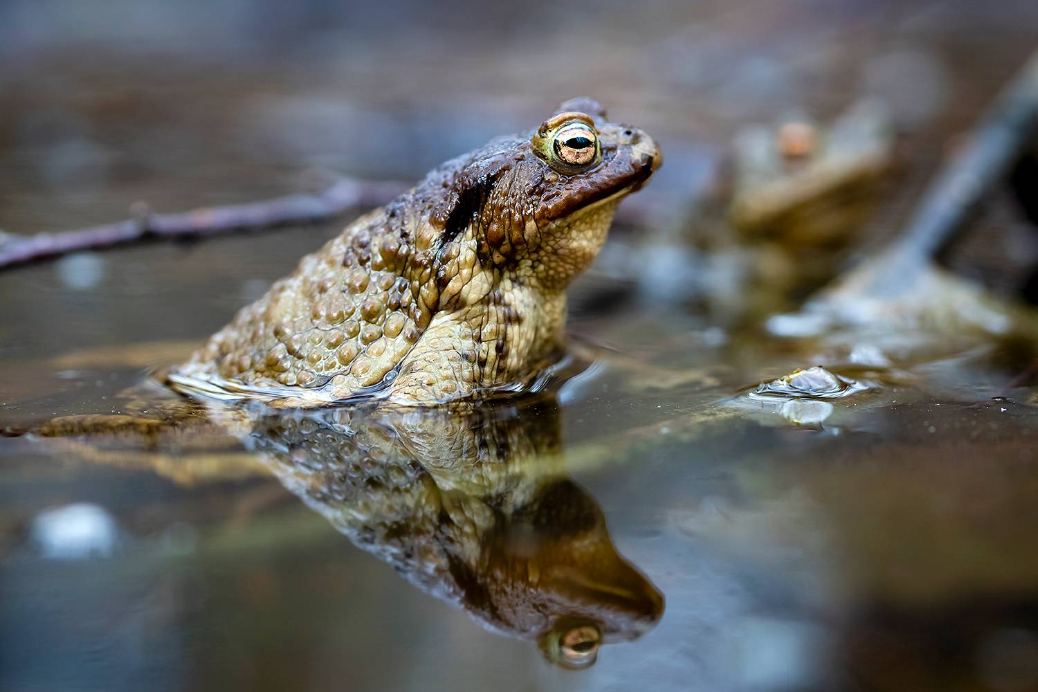 , Абросимов Александр