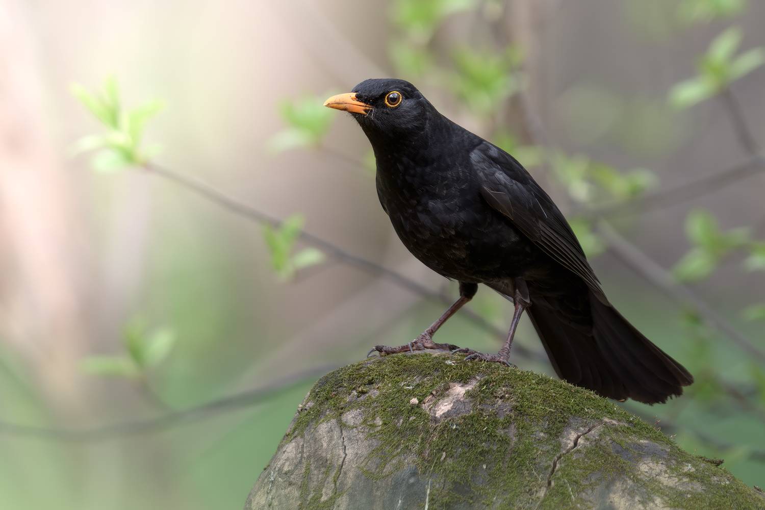 , Поляков Михаил