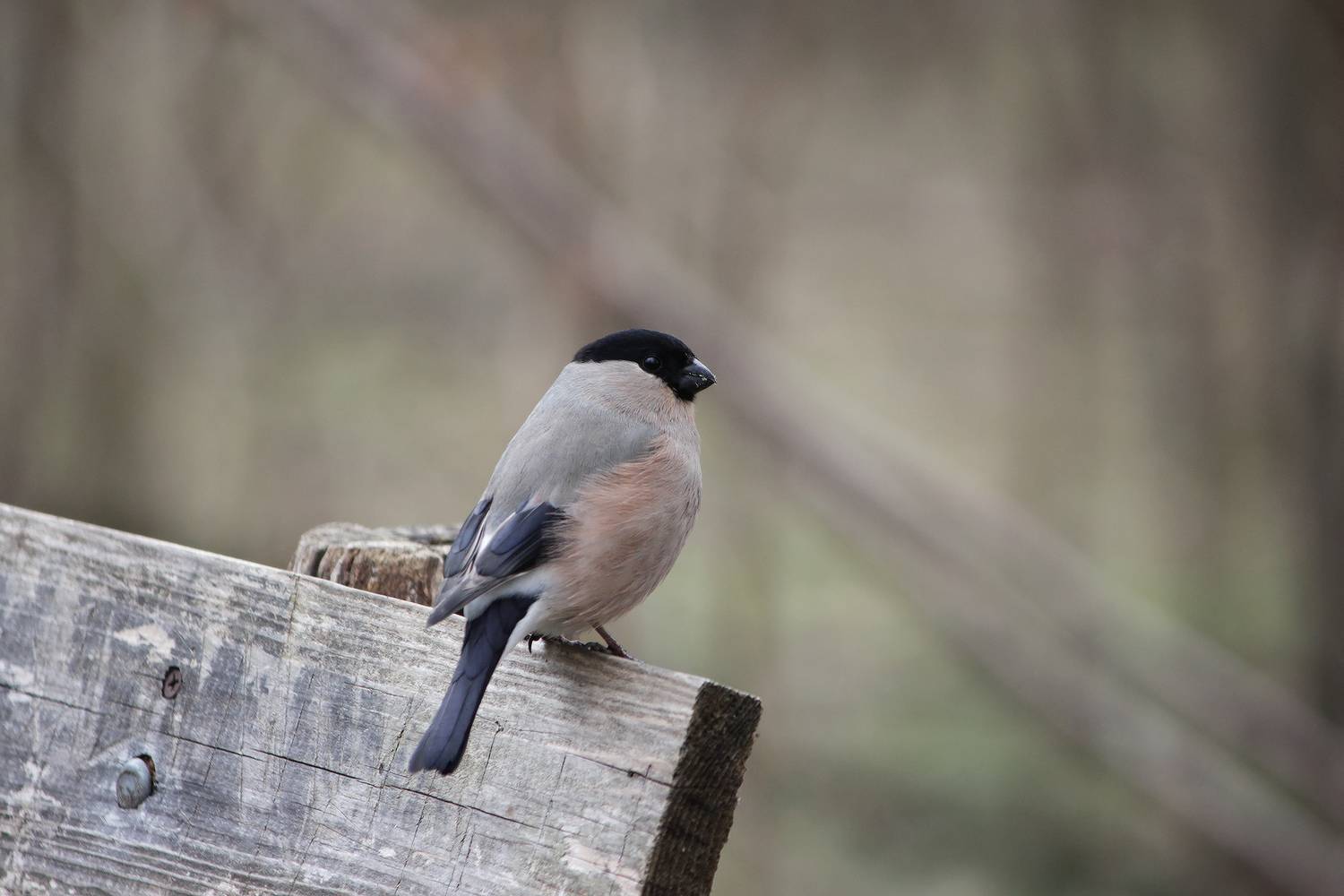 снегирь, обыкновенный снегирь, pyrrhula pyrrhula, КарОл
