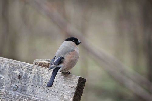 Обыкновенный снегирь (Pyrrhula pyrrhula).