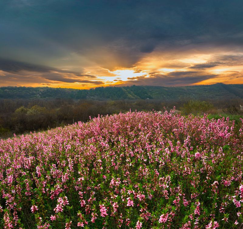 бештау,пейзаж,гора,кмв, степной миндаль После дождя на закате фото превью