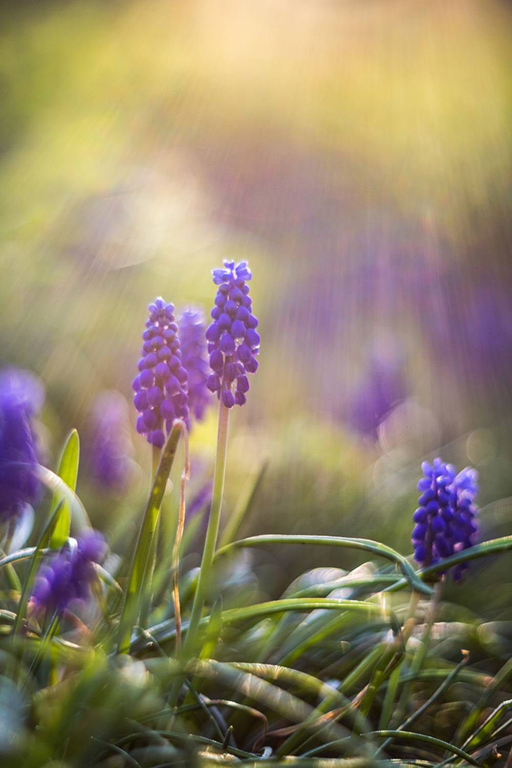 , Илья Михеев